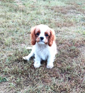 Cavalier King Charles Spaniel - Erdőszéli Ezüstcsillag