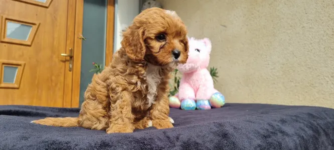 Cavapoo - Brownie