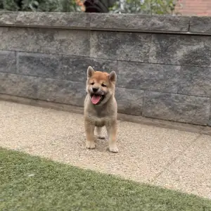 Shiba - Bravados Iria