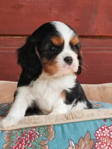 Cavalier King Charles Spaniel - Miley