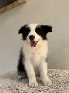 Border collie - Fields Of Treasure Burning Horizon