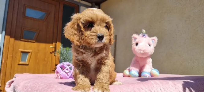 Cavapoo - Barack