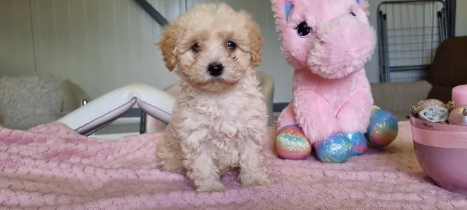 Maltipoo - Barack