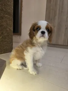 Kavalír King Charles španěl - Edward