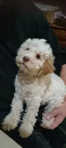 Romagna Water Dog - Lagotto Passion Aureate Callista