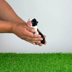 Boston Terrier - Kessie