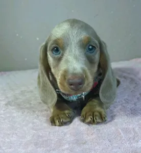 Dachshund - Parker
