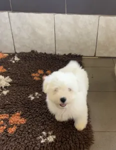 Coton de Tulear - Macaron
