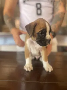 German Boxer - Rasel