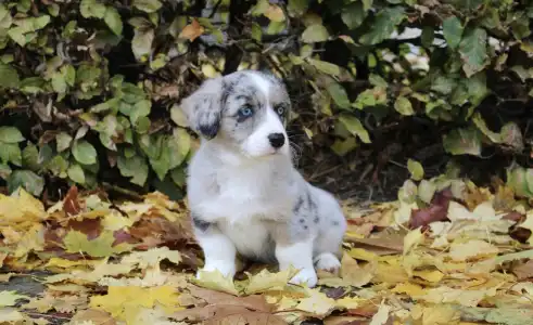 Вельш-корги кардиган - Amore Ebonite Exclusive