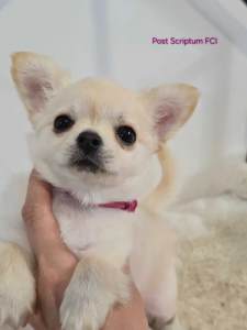Chihuahua - Back To The Future