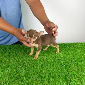 Chihuahua - Gaby