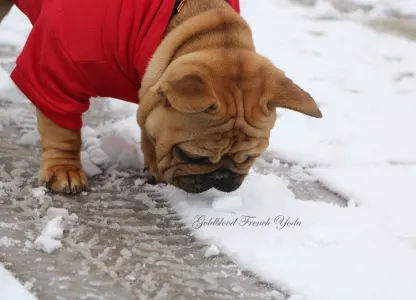 French Bulldog - Yoda