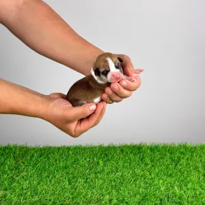 Pembroke Welsh Corgi - Welo