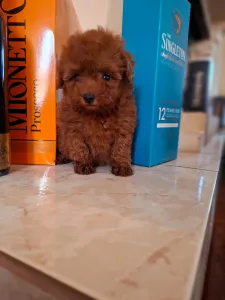 Caniche Toy - Pudel Toy F