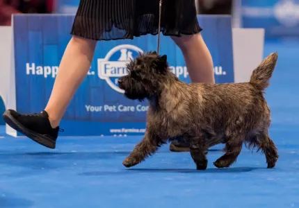 Cairn Terrier - Majestic Sandial