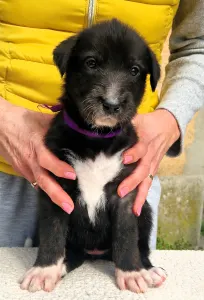 Irish Wolfhound - Bolívia