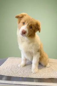 Border Collie - Fiery Legacy