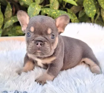 Francia bulldog - Donnie