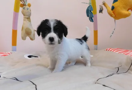 Jack Russell Terrier - Joyful Jack Claire