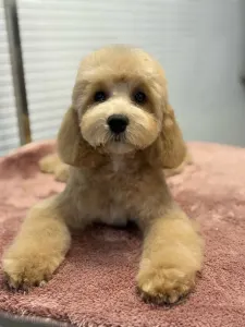 Cavapoo - Haevy