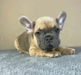 French Bulldog - Caroline