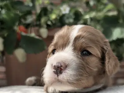 Cavapoo - Málna
