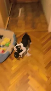 Terrier de Boston - Kloé