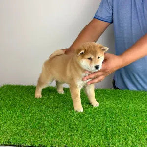 Shiba - Taiyo