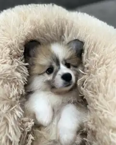 Welsh Corgi Pembroke - Amira Royal Treasure 
