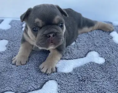 Bulldog francez - Neo