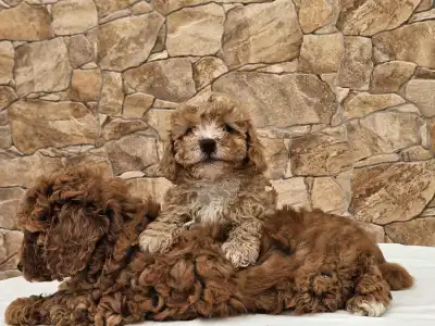 Мальтипу - Anett