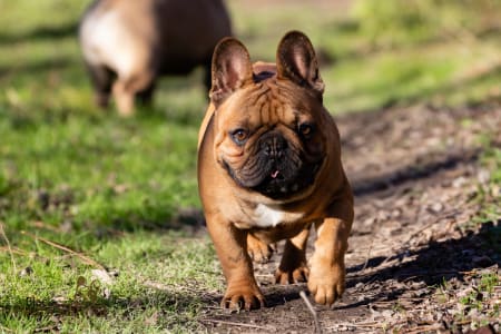 Französische Bulldogge - Black Pirate