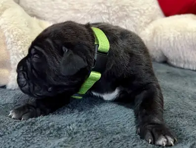 Cane Corso Italiano - Sonja