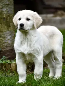 Owczarek środkowoazjatycki - Jaro