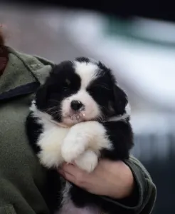 Miniature American Shepherd - Winstead Of Smoke And Saddle 
