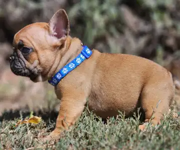 French Bulldog - Urus