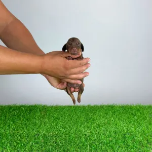 Dachshund - Cubby