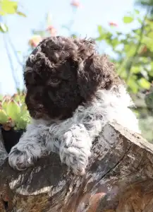 Lagotto Romagnolo - Dezi