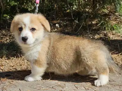 Pembroke Welsh Corgi - Nudli