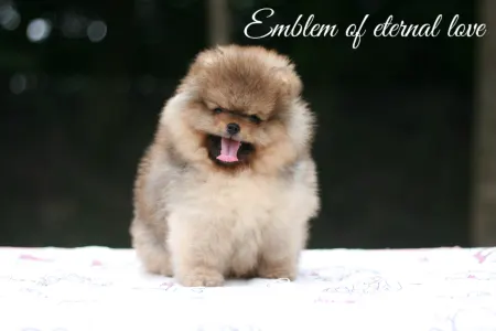 Pomeranian - Don From Ebi’s Heart Emblem Of Eternal Love