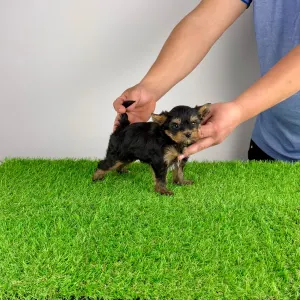 Yorkshire Terrier - Pancho