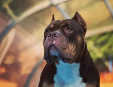 Amerikai Bully - Standard - Bullberry Kennel