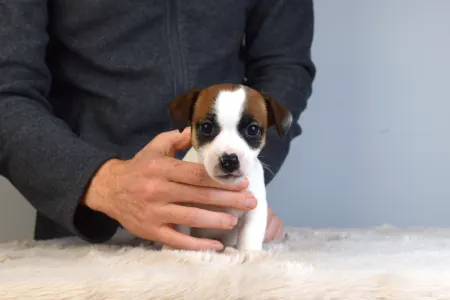 Jack Russell Terrier - Gold Leash Udon