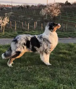 Australian Shepherd - Budnat Aussies