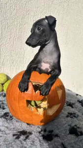 Italienisches Windspiel - Elio