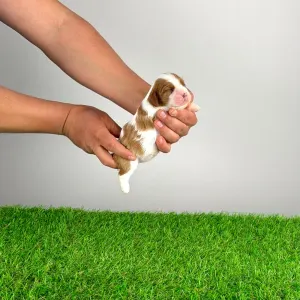 Cavalier King Charles Spaniel - Joy