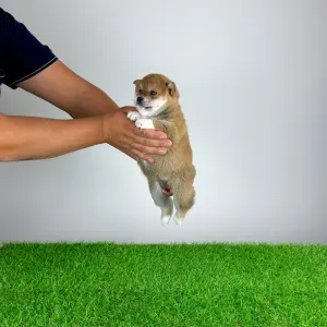 Shiba - Xulda
