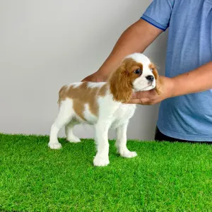 Cavalier King Charles Spaniel - Patriot