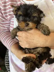 Yorkshire Terrier - Olivér